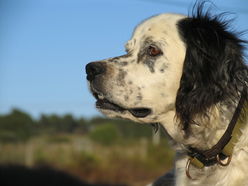 Sheepdog Inglês Velho Recém-nascido Foto de Stock - Imagem de